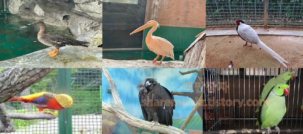 서울어린이대공원 동물원 동물들 - 조류