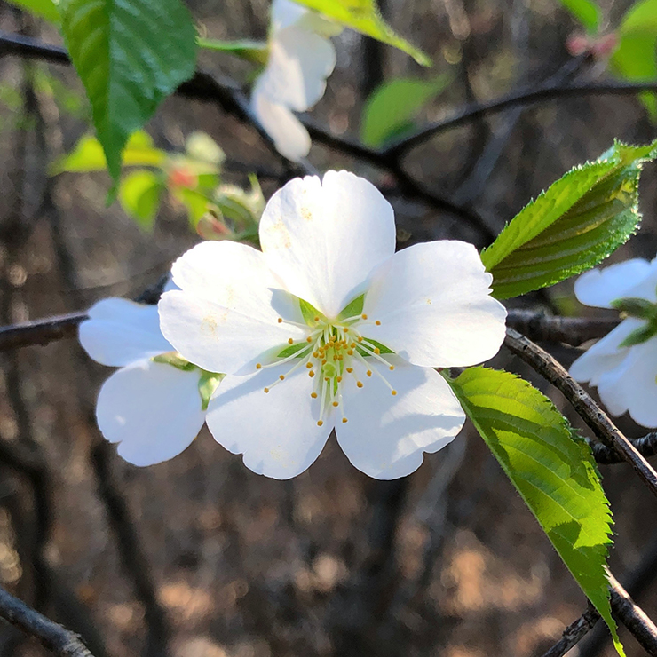 산벚꽃