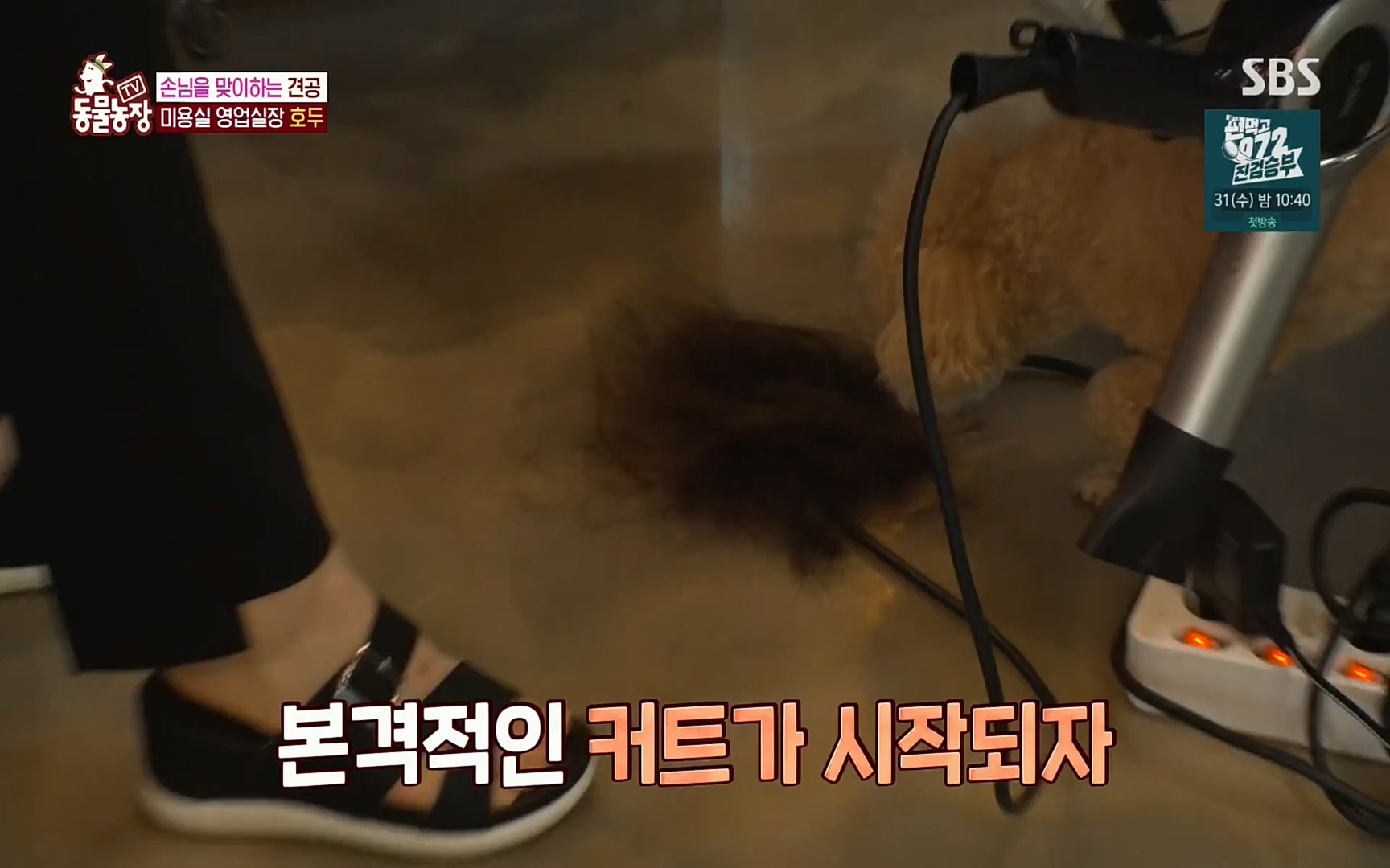 TV 동물농장.E1084.220828p.H264-F1RST.mp4_20220828_154036.494.jpg