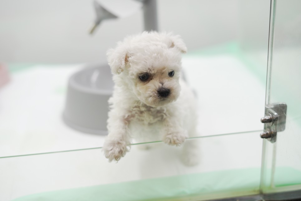 놀라운 외모 일산 강아지 분양 셀포메라니안 13