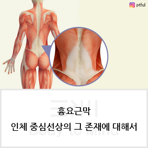 흉요근막(thoracolumbar fascia), 인체 중심선상의 그 존재에 대해서