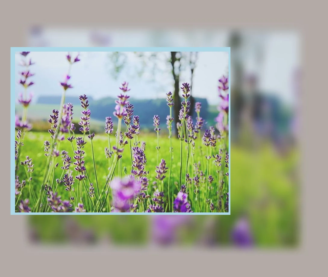 석류씨 오일 효능_2_subsection