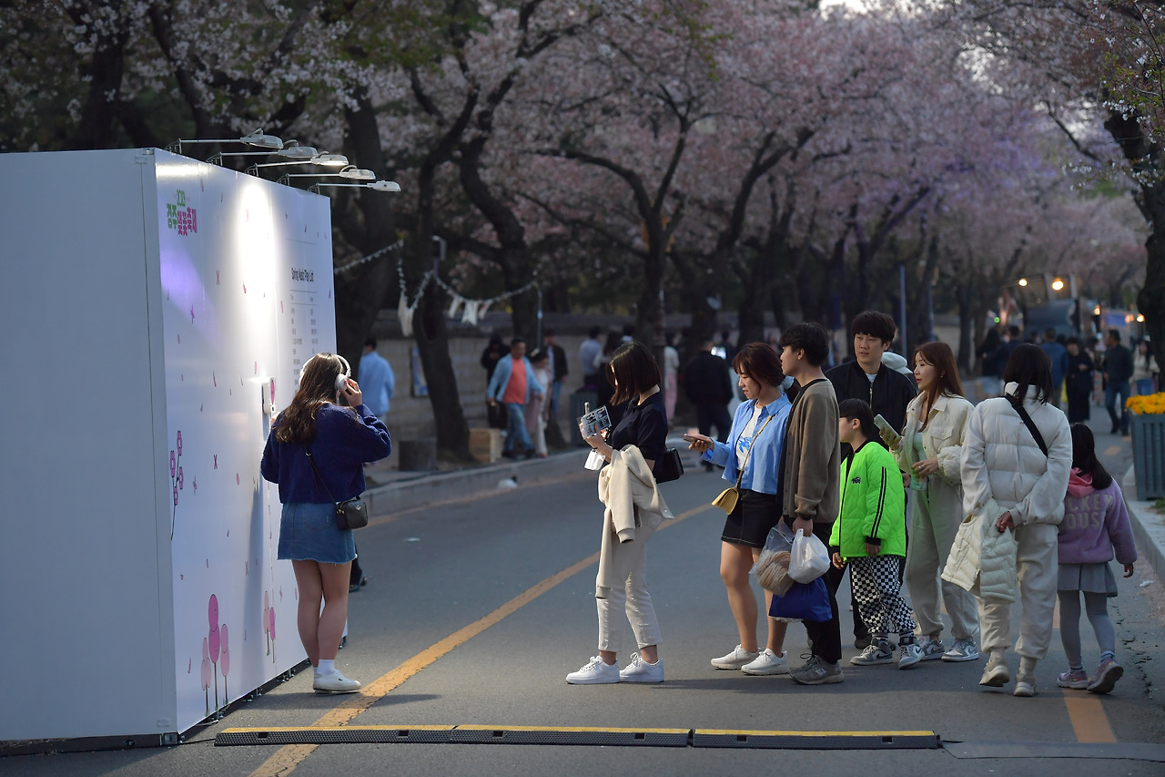 경주 벚꽃축제