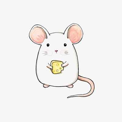 흰쥐가 치즈를 들고있는 모습
