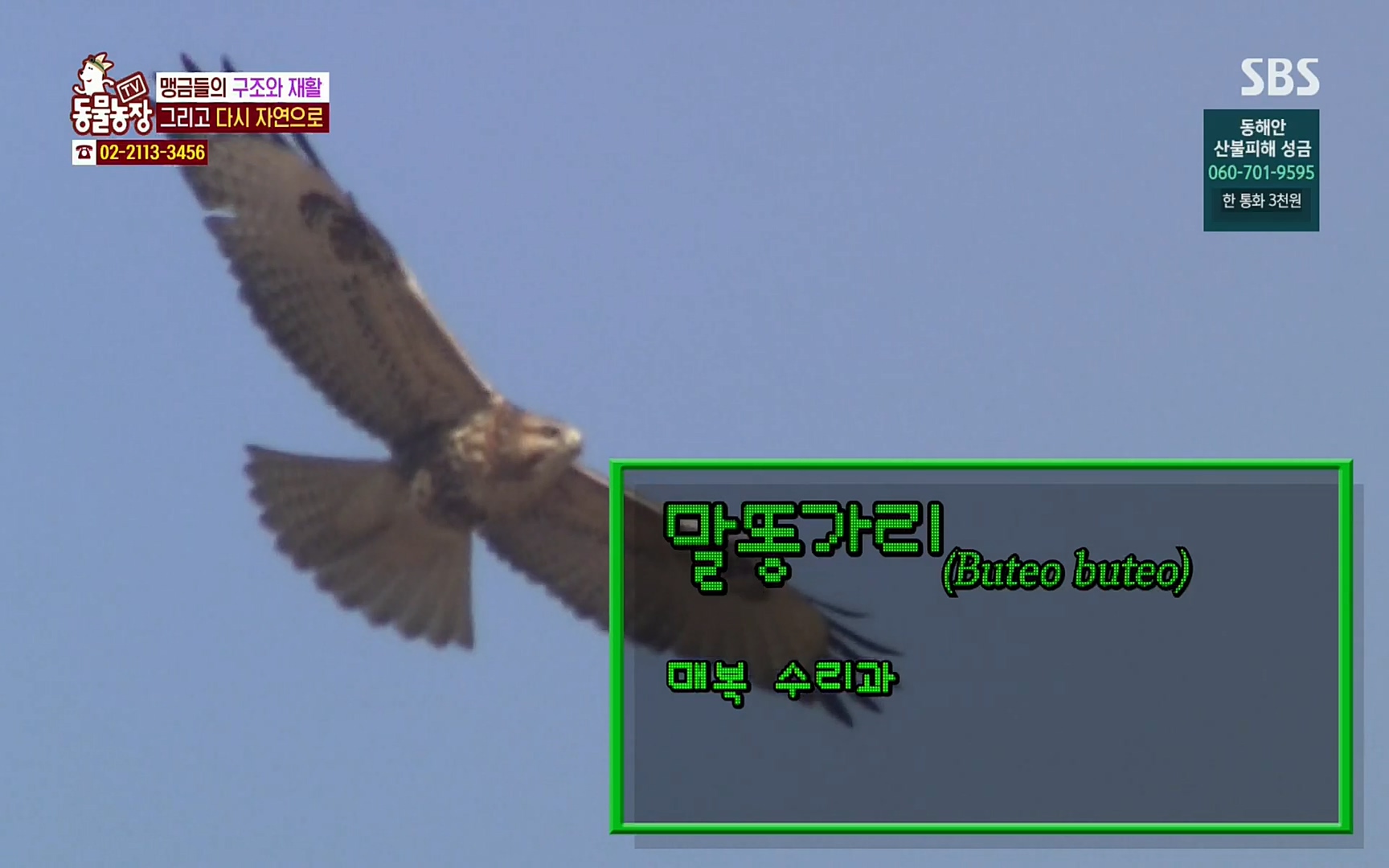 TV 동물농장.E1061.220320p.H264-F1RST.mp4_20220320_181830.361.jpg