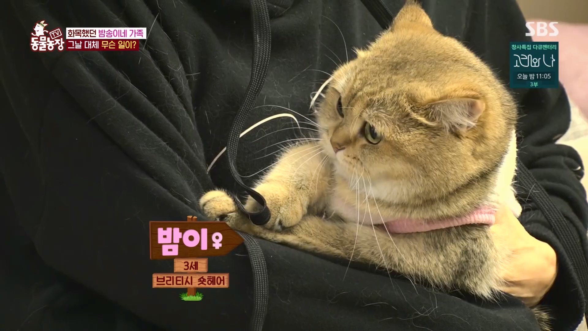 TV 동물농장.E1148.231203p.H264-F1RST.mp4_20231203_165831.305.jpg