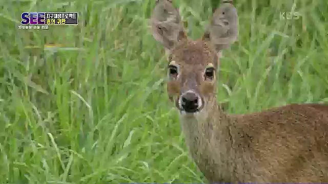 [88회] KBS 네트워크 특선 - KBS지구 재생 프로젝트, 종의 귀환.ts_20230309_201434.715.jpg