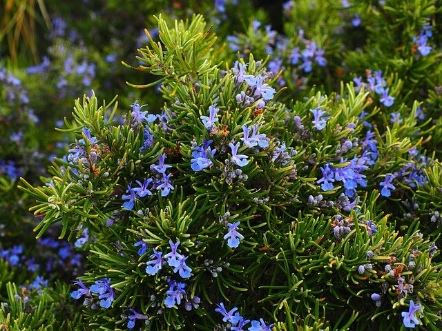 로즈마리 는 진한 녹색 잎과 푸른 꽃을 가진 관상용 상록 관목입니다.