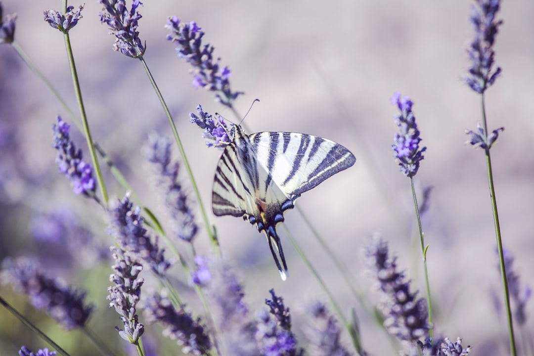 Provence