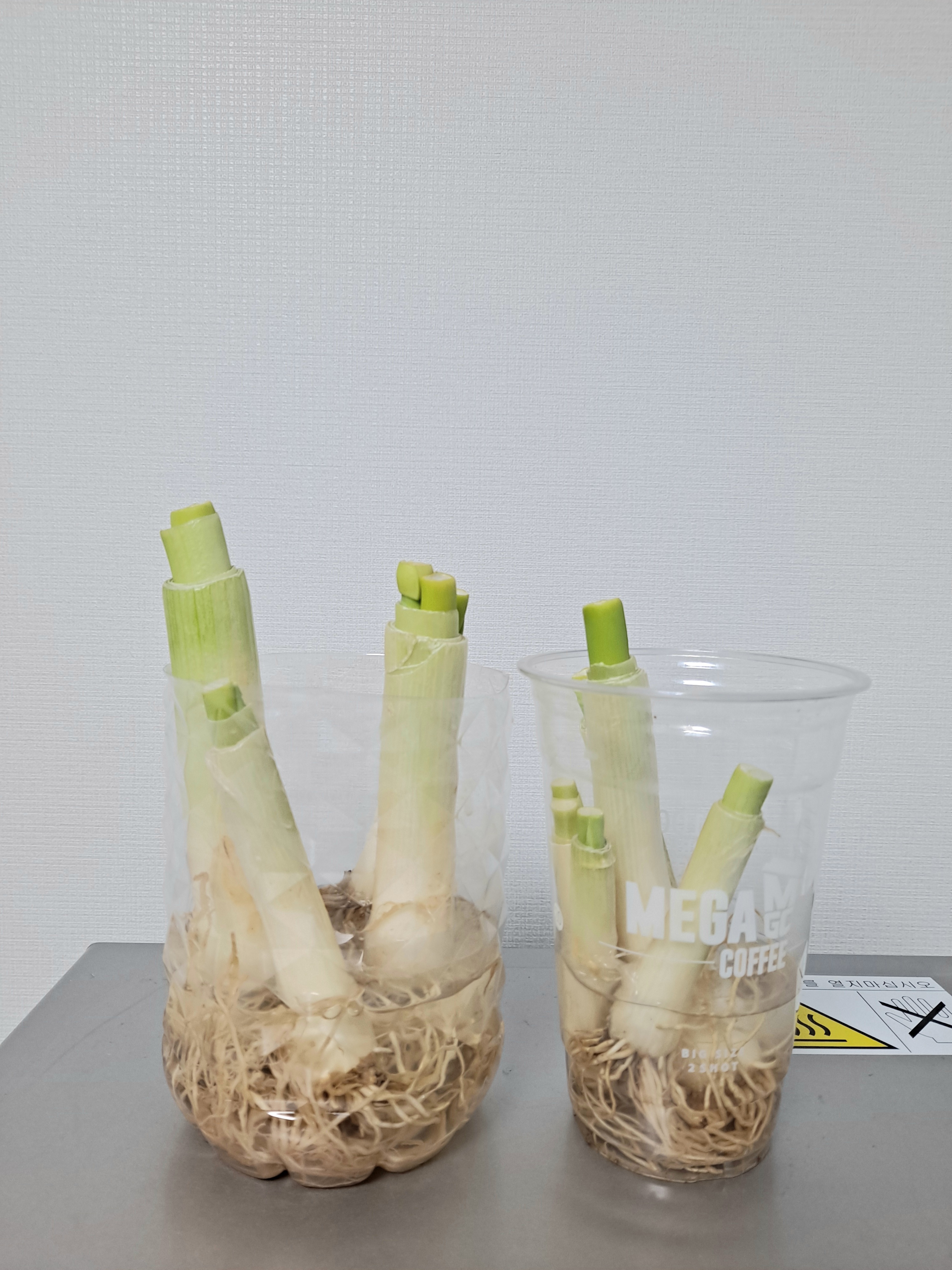  [식비절약] 대파 키우기 2일차, 쑥쑥