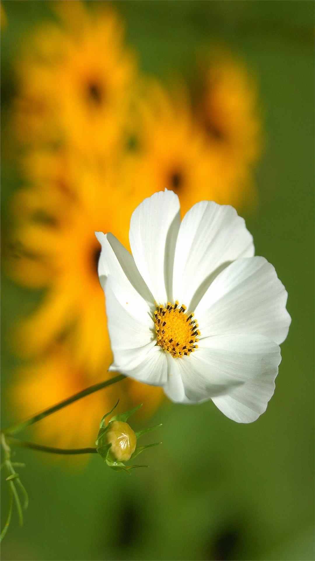 Cosmos Flower iPhone Wallpaper