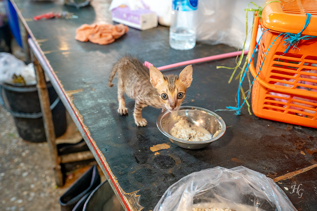 태국 방콕 후웨이쾅 시장(ตลาดห้วยขวาง Huai Khwang Market) 밥 먹는 새끼고양이