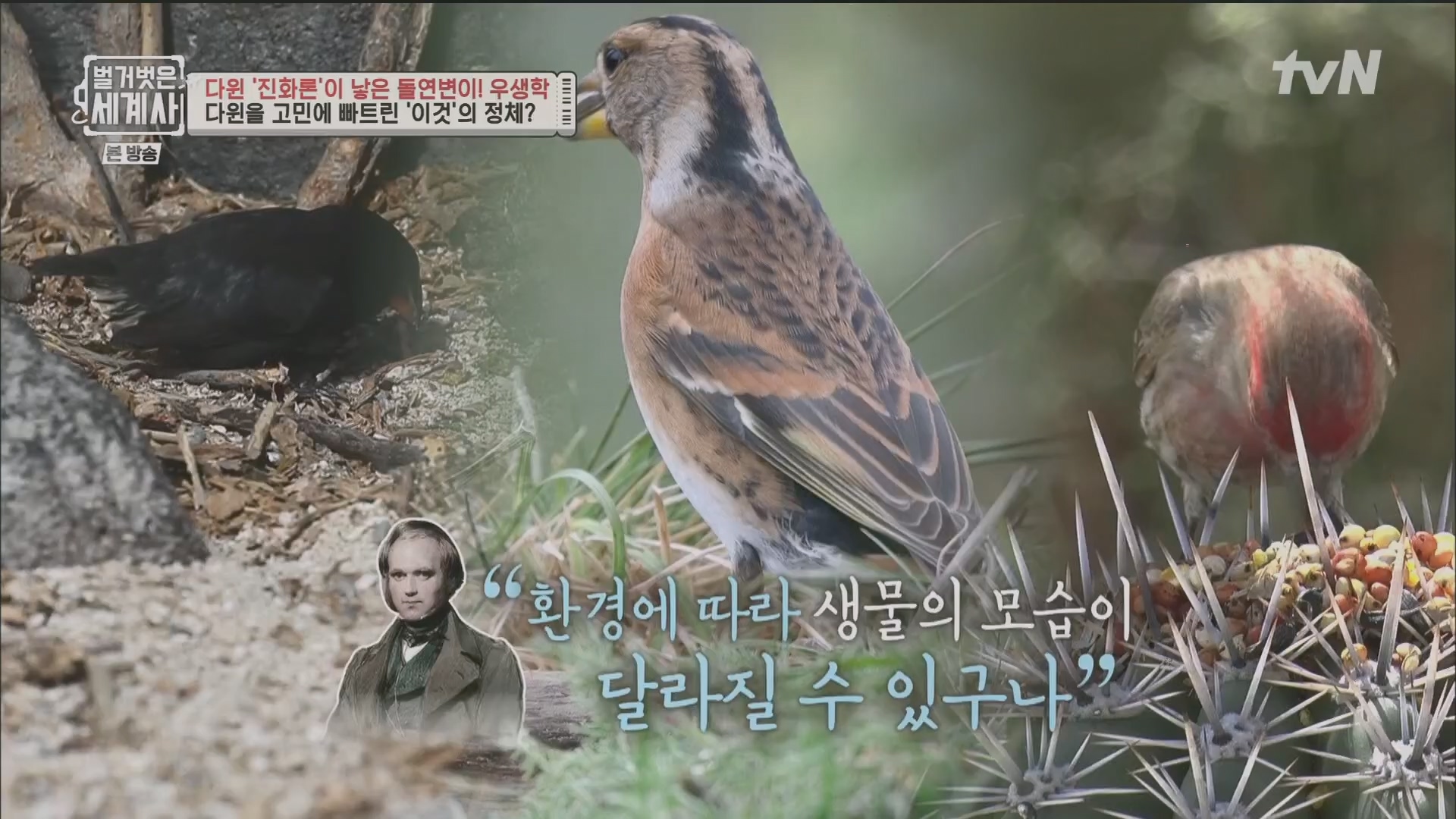 벌거벗은 세계사.E97.230502p.H264-F1RST.mp4_20231224_171025.428.jpg