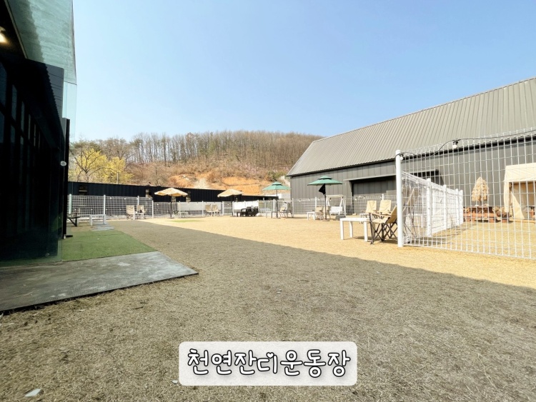 코니아일랜드 이미지