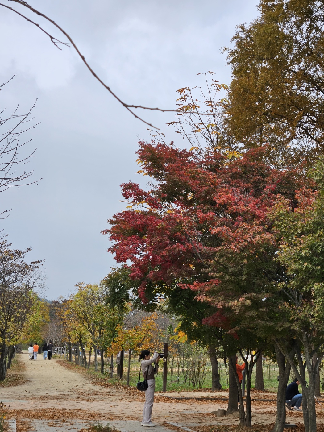 천년숲 이미지