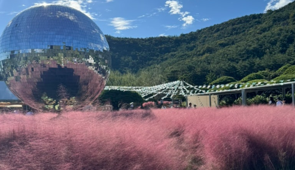 고창 핑크뮬리 축제 완전 정복 (개화시기, 입장료, 포토존 총정리). 고창 핑크뮬리 축제 100% 즐기는 꿀팁 2 고창 핑크뮬리 축제