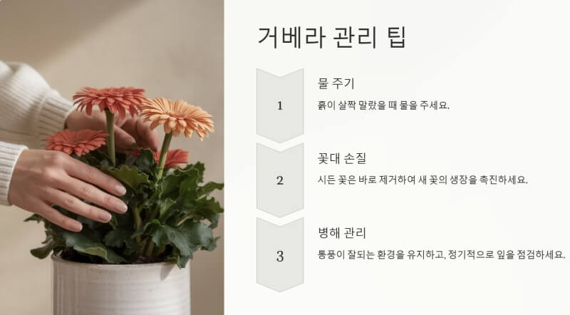 거베라 관리팁 ppt이미지