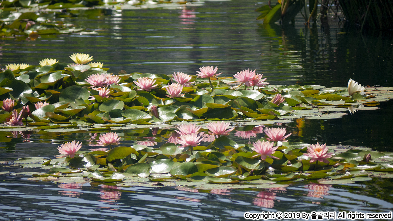 에코파크호수연꽃 echo park lake lotus flower