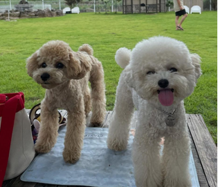  강아지와 함께 즐기는 무한한 놀이 시간