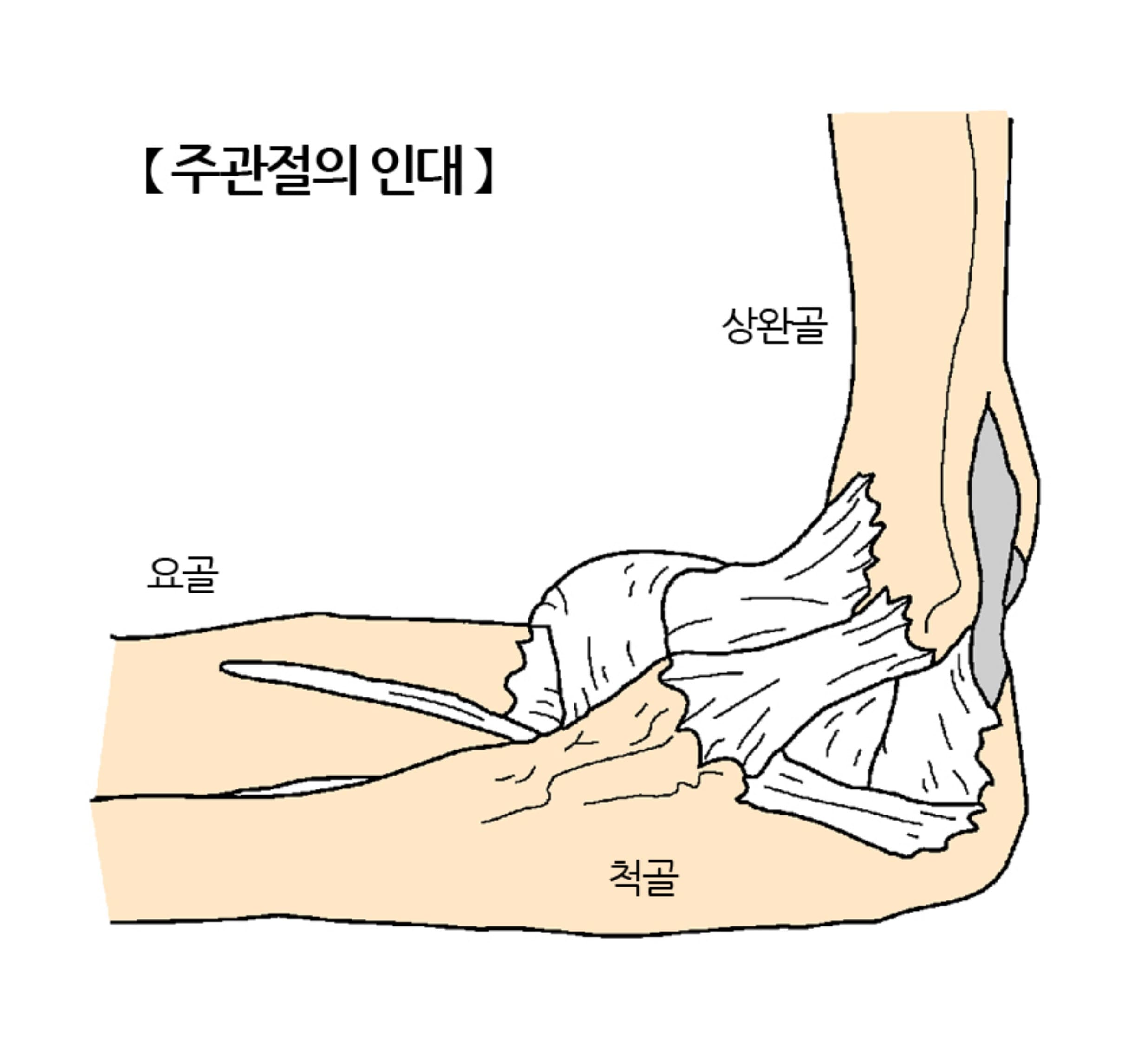 팔꿈치 통증&amp;#44; 팔꿈치&amp;#44; 팔꿈치 엘보 통증 자가치료&amp;#44; 팔꿈치 바깥쪽 통증&amp;#44; 팔꿈치 안쪽 통증&amp;#44; 팔꿈치 물혹&amp;#44; 팔꿈치 터널 증후군&amp;#44; 팔꿈치 미백&amp;#44; 팔꿈치 엘보 통증 치료&amp;#44; 테니스 엘보&amp;#44; 팔꿈치 보호대 추천&amp;#44; 팔꿈치 각질제거&amp;#44; 골프 엘보