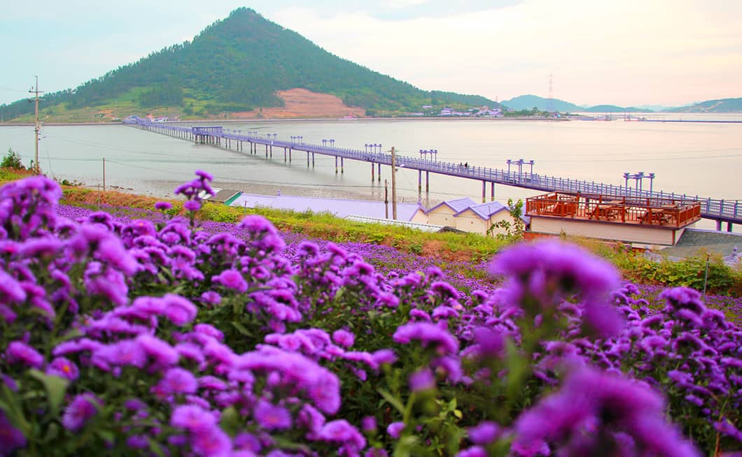 아스타 꽃 정경