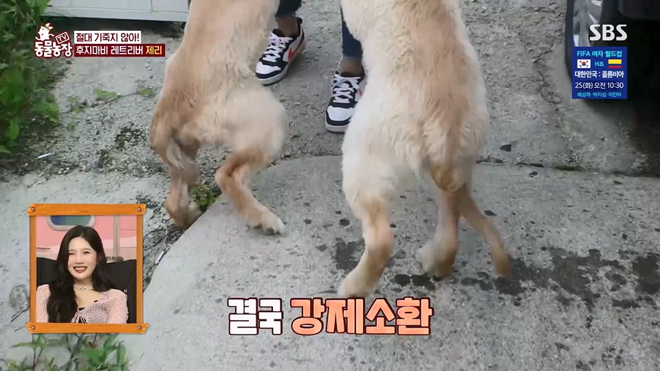 TV 동물농장.E1129.230716p.H264-F1RST.mp4_20230716_183618.926.jpg