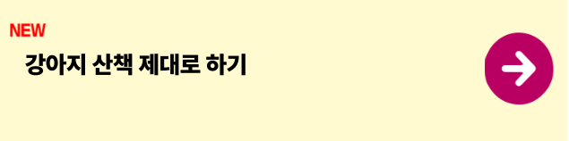 강아지 산책