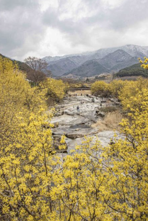 구례 산수유 개화상황