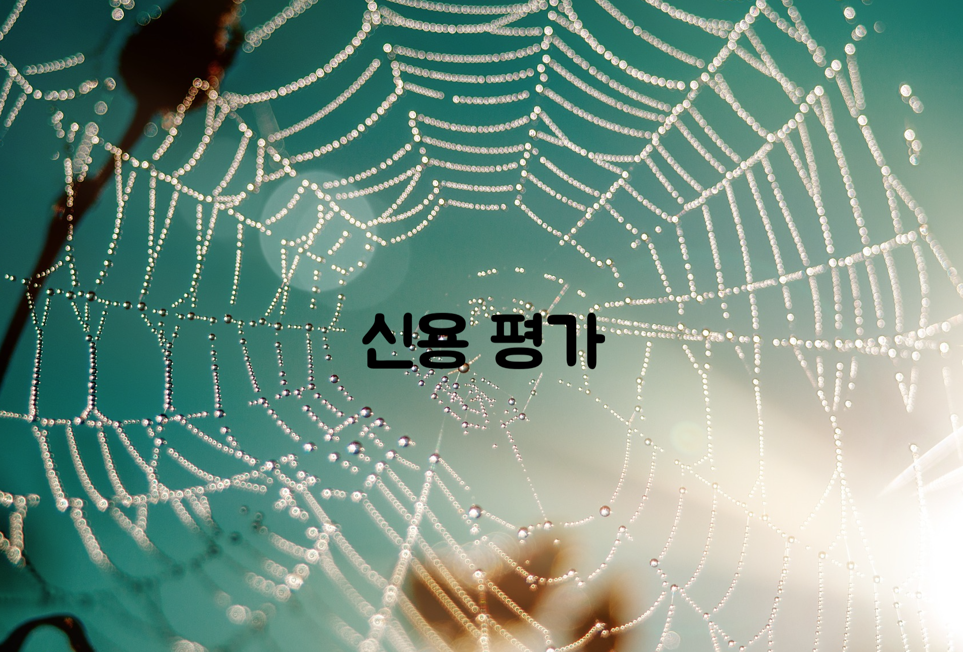 거미줄 이미지