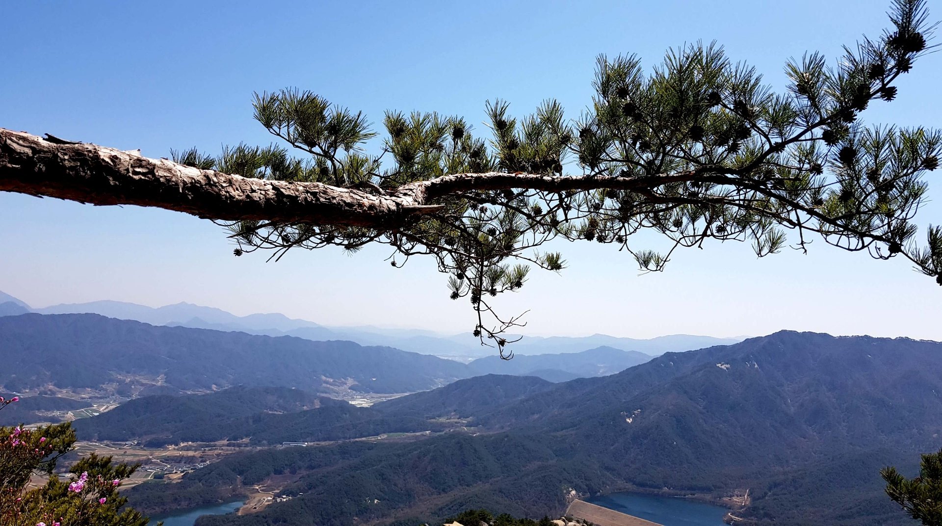 거창 현성산 소나무