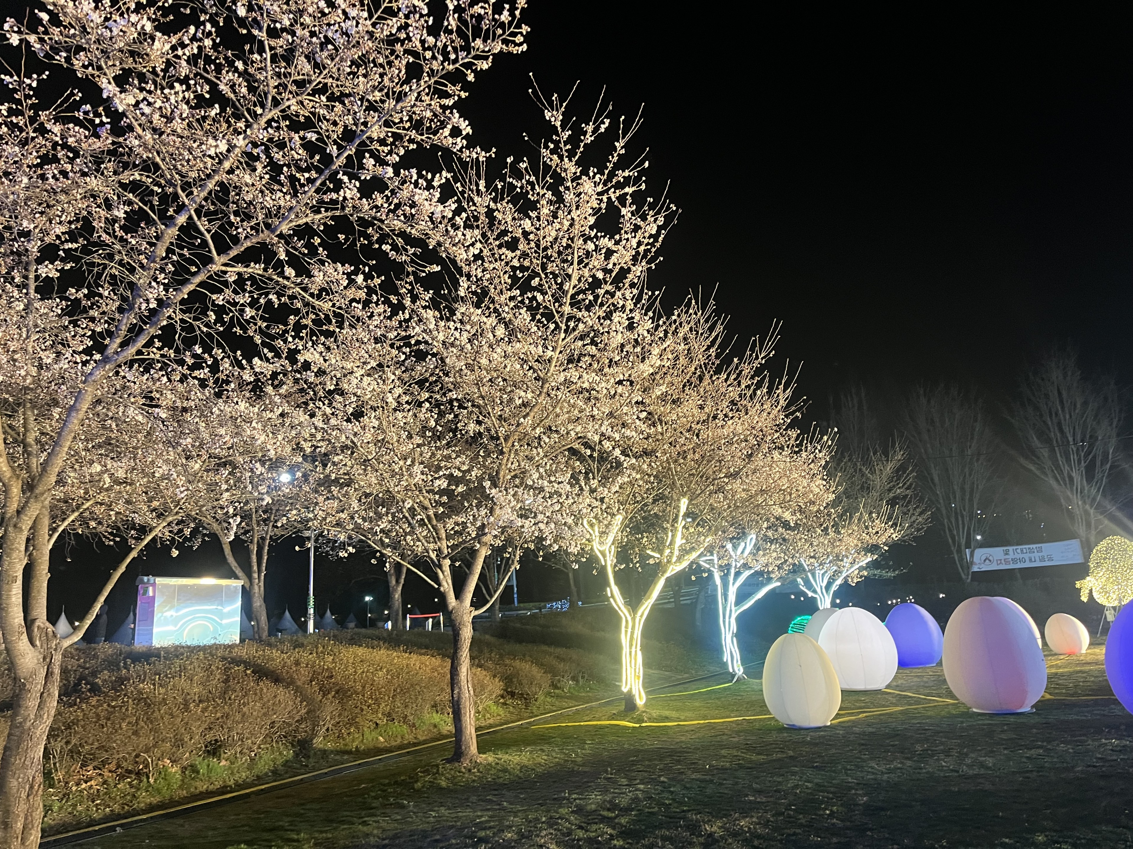 대청호 벚꽃 축제