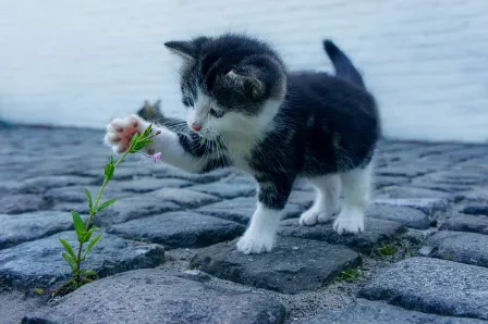 길고양이 중성화 사업의 필요성2