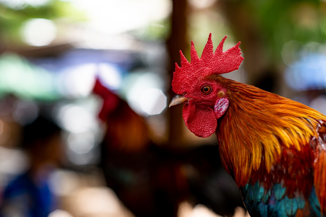 Rooster