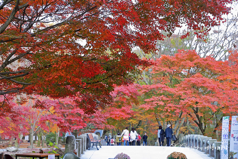 11/5 장산 단풍 절정의 정읍 내장사 23