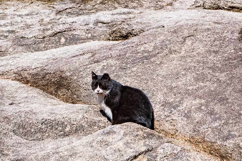 겨울 도봉산 신선대 등산 마당바위에 사는 고양이