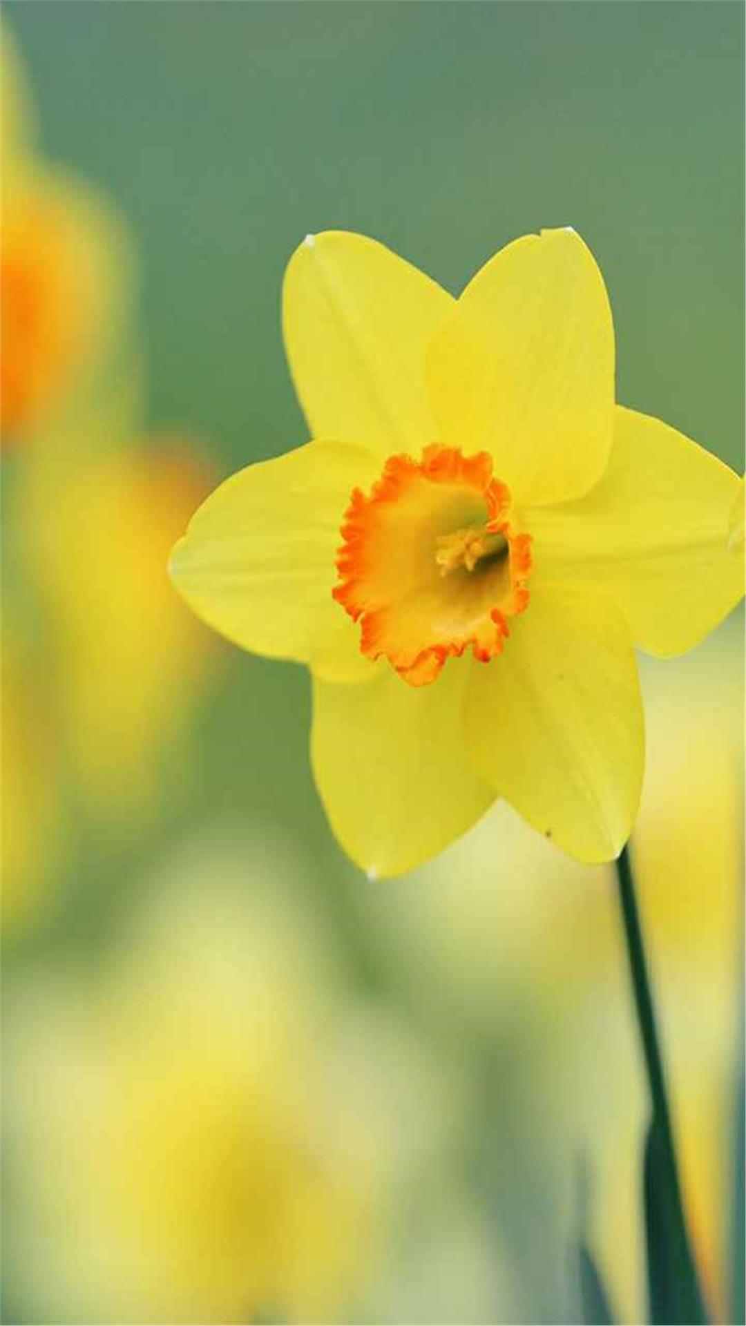 Daffodil Flower iPhone Wallpaper