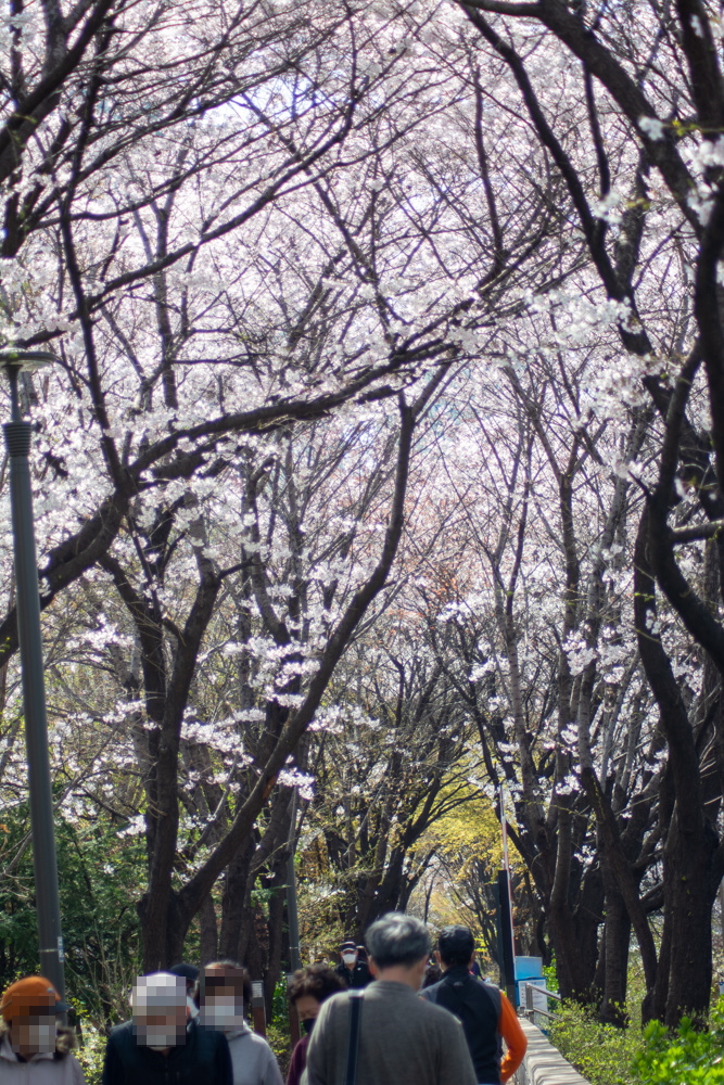 신대방역 벚꽃길