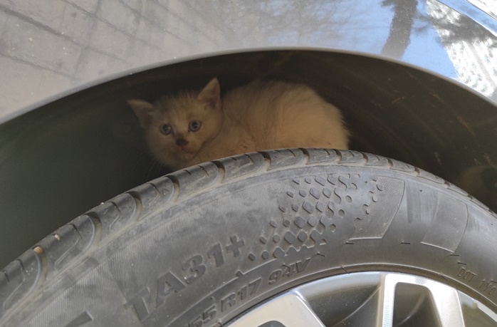 자동차 타이어 위쪽 공간에 숨어있는 하얀색 털의 아기 고양이 모습