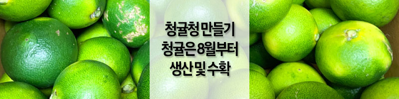 청귤청_만들기_청귤_나오는_시기