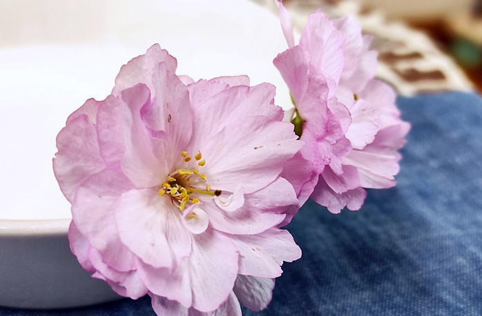 분홍색 꽃잎이 여러겹 달려있는 겹벚꽃 두송이가 하얀 종지에 담겨있는 모습
