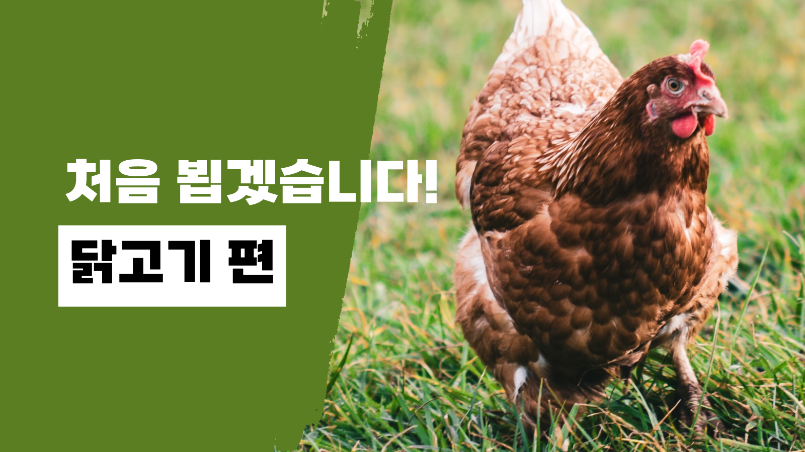 처음 뵙겠습니다! 닭고기 편