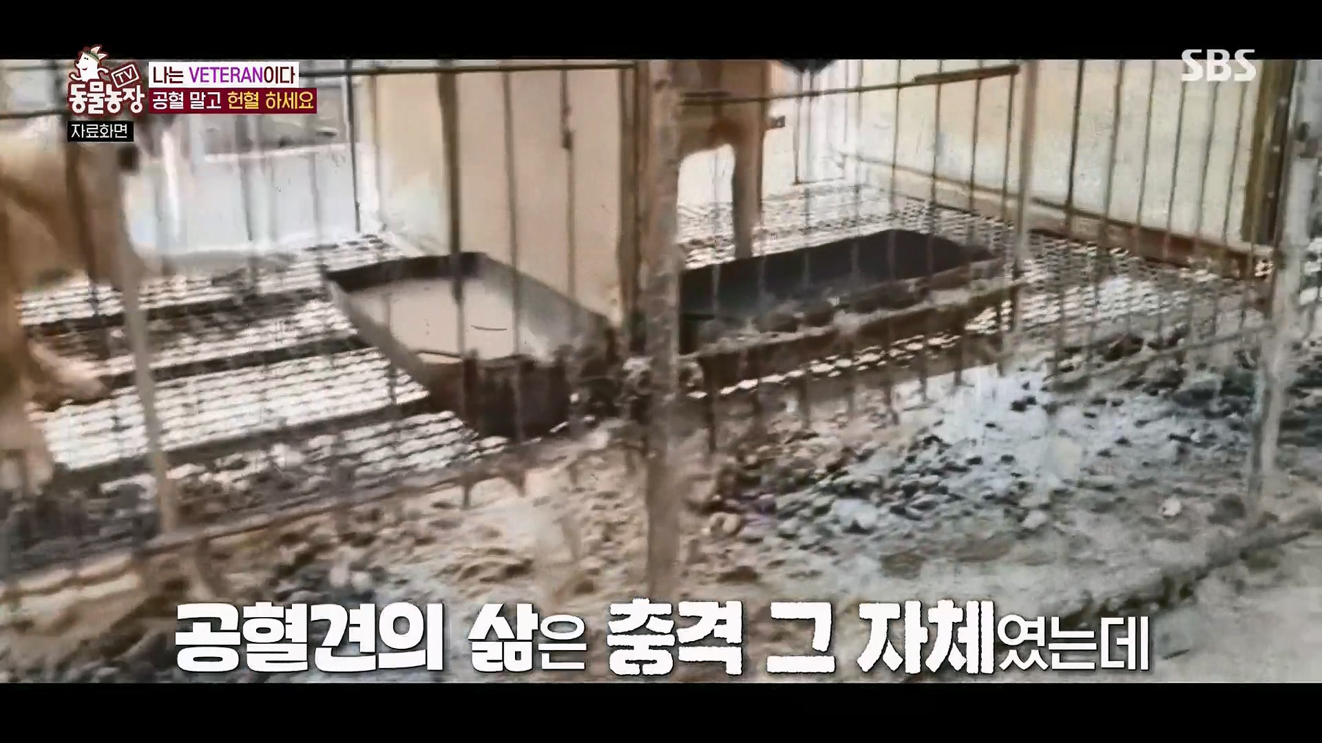 TV 동물농장.E1123.230604p.H264-F1RST.mp4_20230604_172723.997.jpg