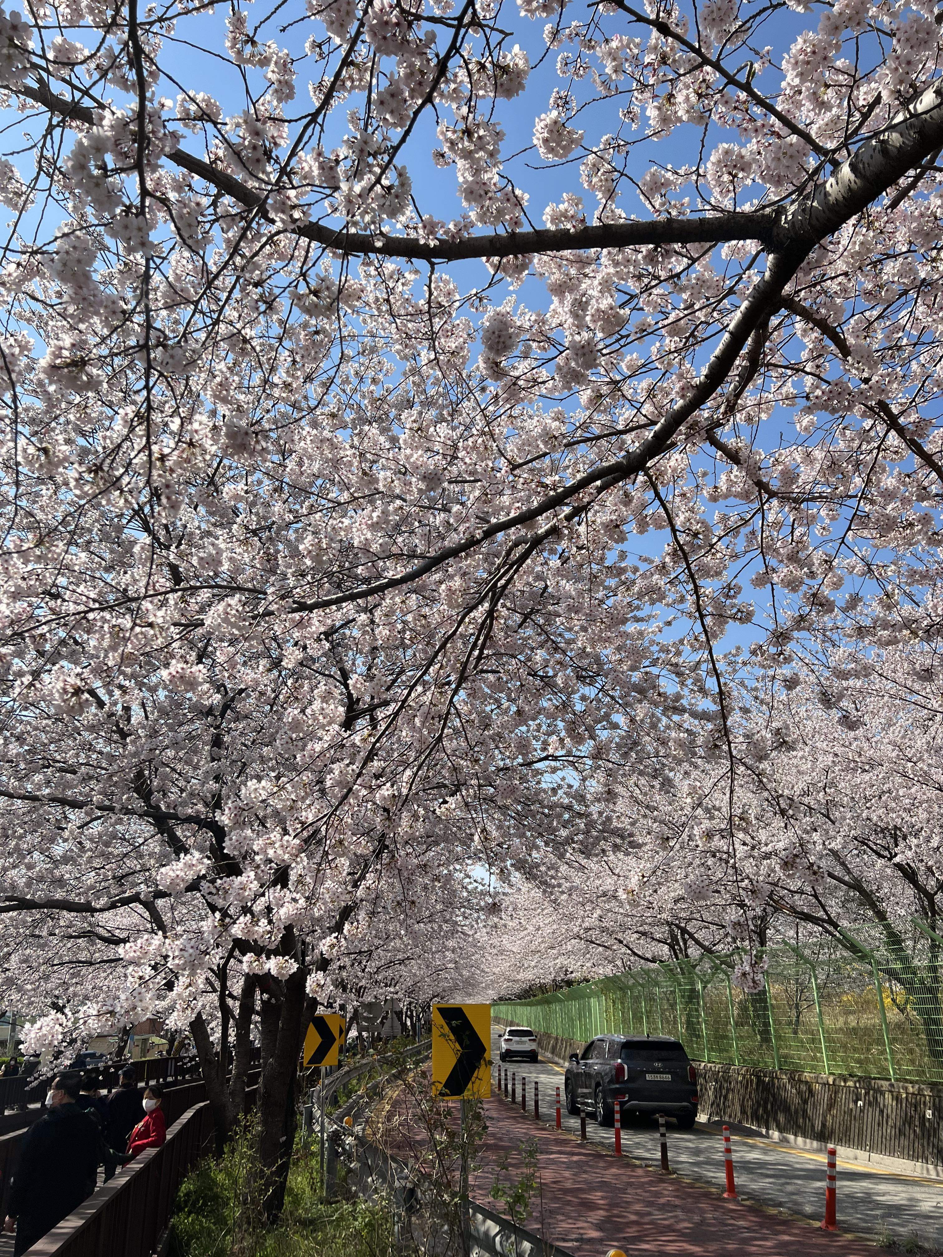 벚꽃2