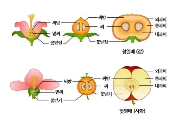 참열매와 헛열매의 차이