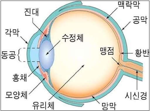 평생 좋은 시력을 위한 눈 건강 팁 The Best Eye Health Tips for a Lifetime of Sharp Vision