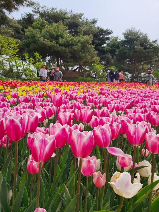 태안 튤립축제