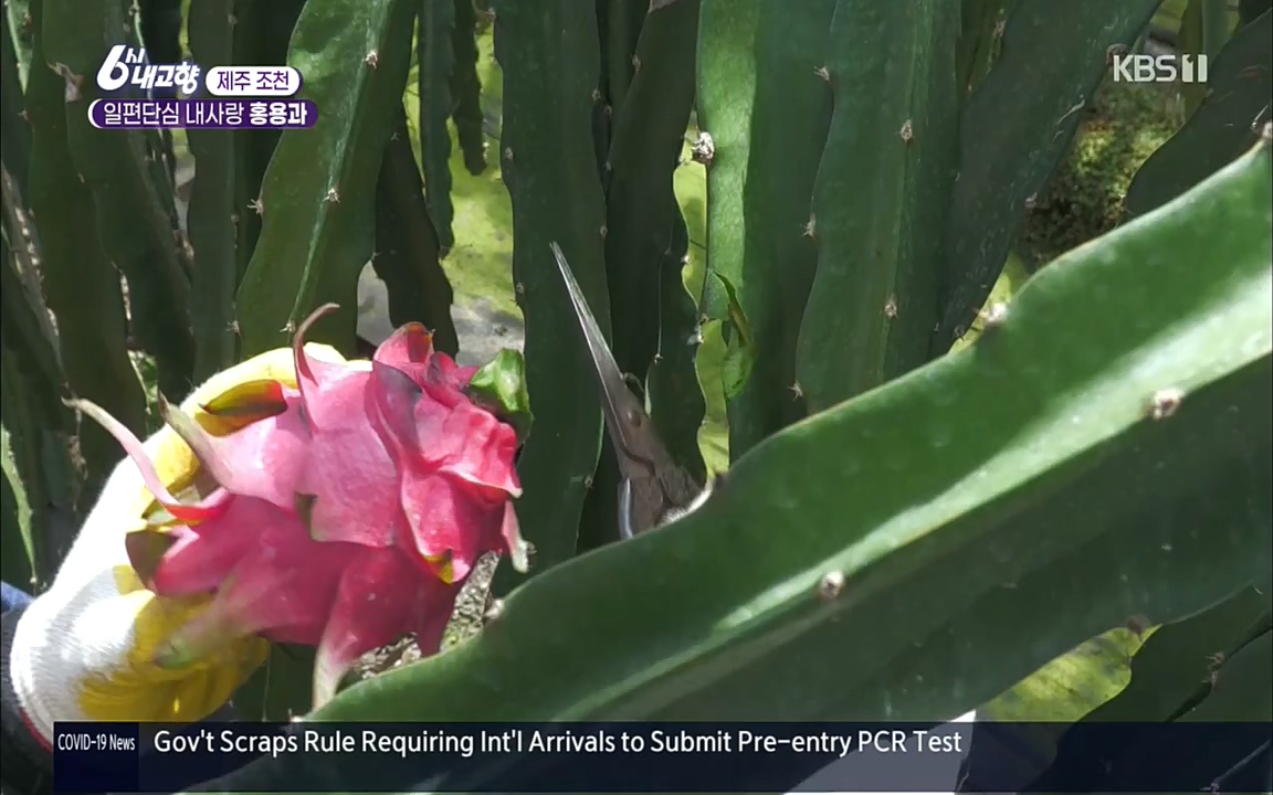 6시 내고향.E7617.220915p.H264-F1RST.mp4_20220916_213053.522.jpg