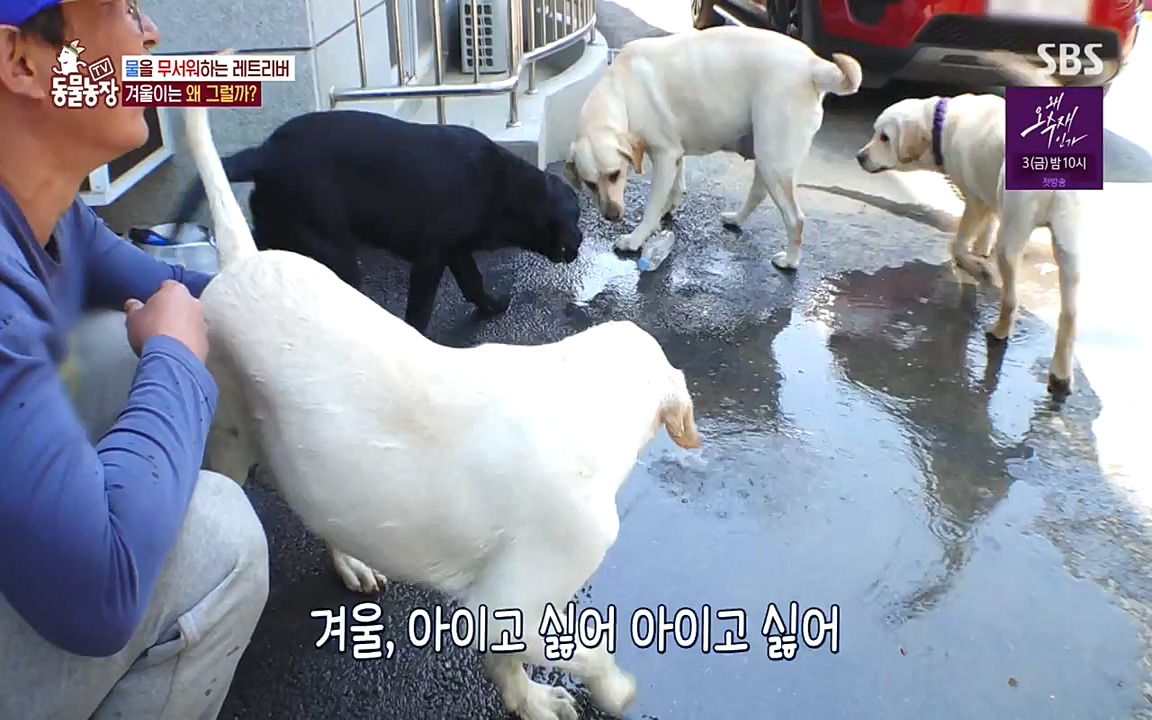 TV 동물농장.E1071.220530p-NEXT.mp4_20220529_174708.340.jpg