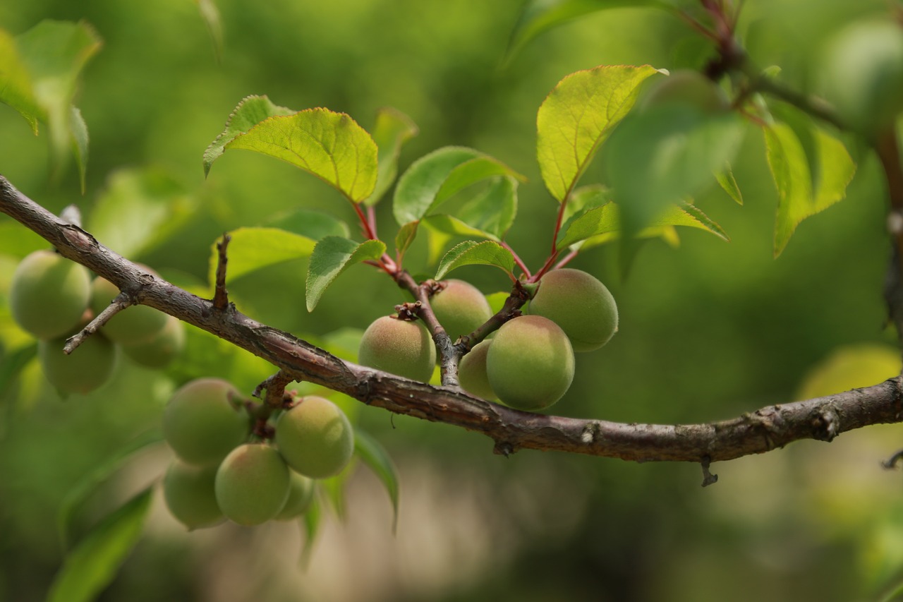 plum syrup
매실청
매실나무
plum tree
