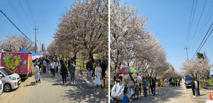 계양천 벚꽃 축제 산책을 하는 인파들 입니다